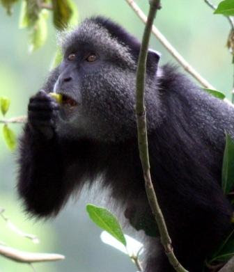 Image 2. A Black and White Colobus Monkey eating leaves. Photo courtesy of Jessica Rothman. 