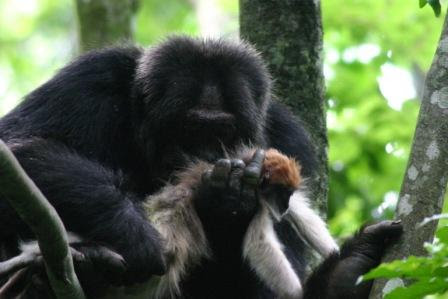 1b (right). Chimpanzee eating a rare delicacy, a colobus monkey. Photo by Joanna Lambert. 