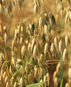 Oats